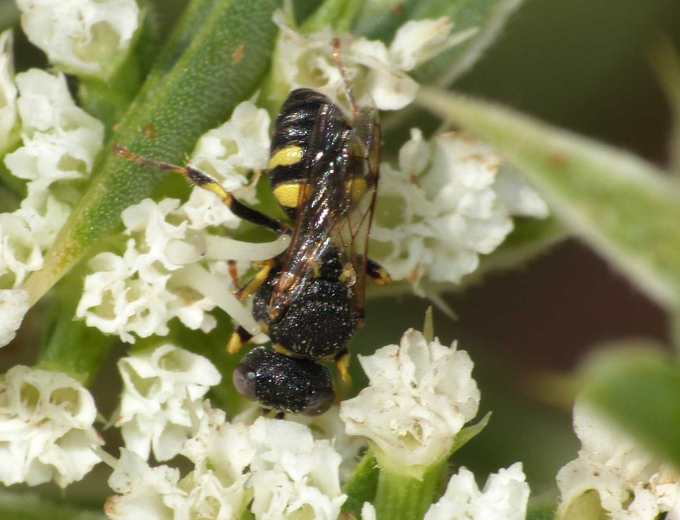 Oxybelus sp. (Crabronidae)